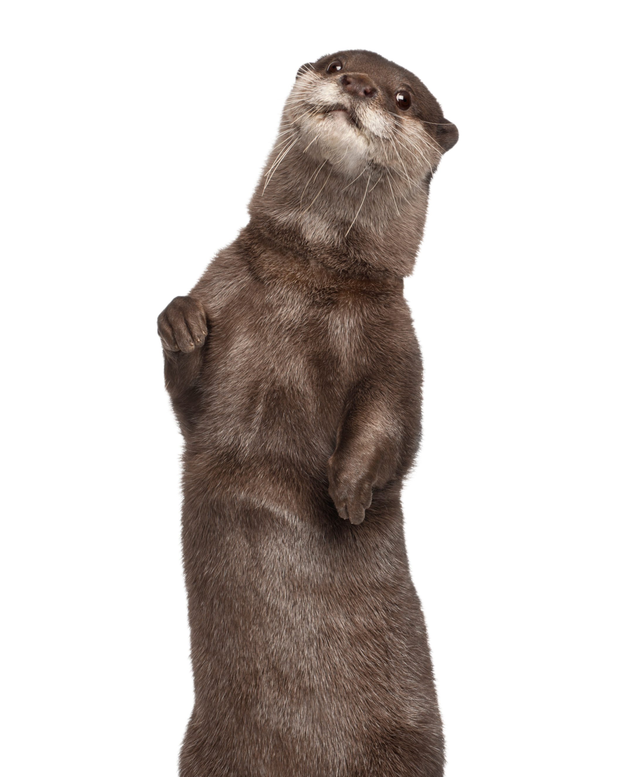 Otters_Transparent_1